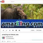 amaziiing.com Moose Joke